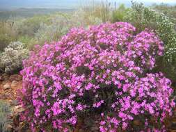 Image of Acmadenia sheilae I. J. M. Williams