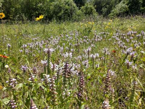 Image of rattlesnake flower