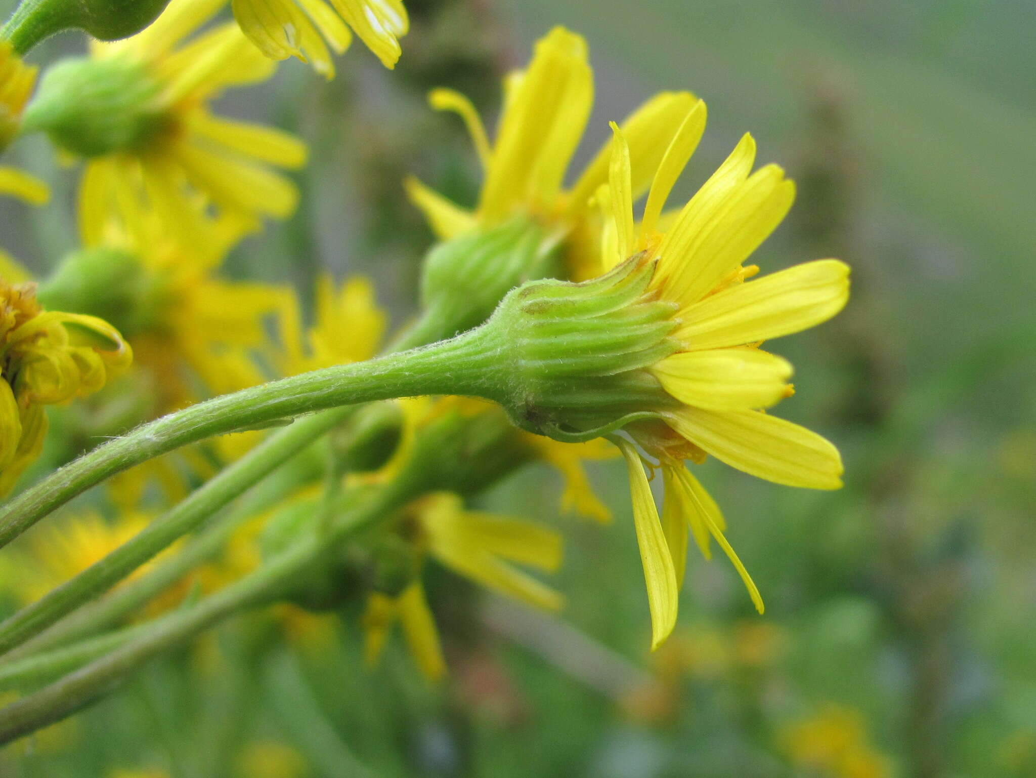 Image of Tephroseris cladobotrys subsp. subfloccosa (Schischk.) Greuter