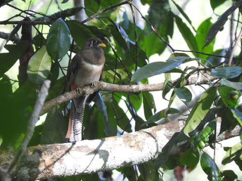 Plancia ëd Trogon elegans ambiguus Gould 1835