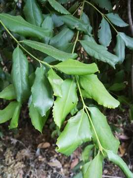 Image of Chilean Laurel