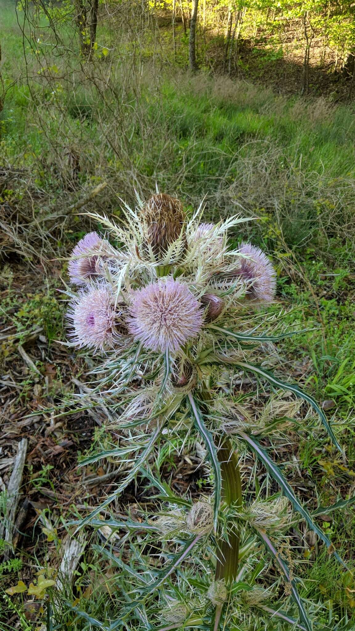 Image of Cirsium horridulum var. megacanthum (Nutt.) D. J. Keil