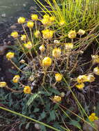 Image of Helichrysum aureum var. monocephalum (DC.) Hilliard