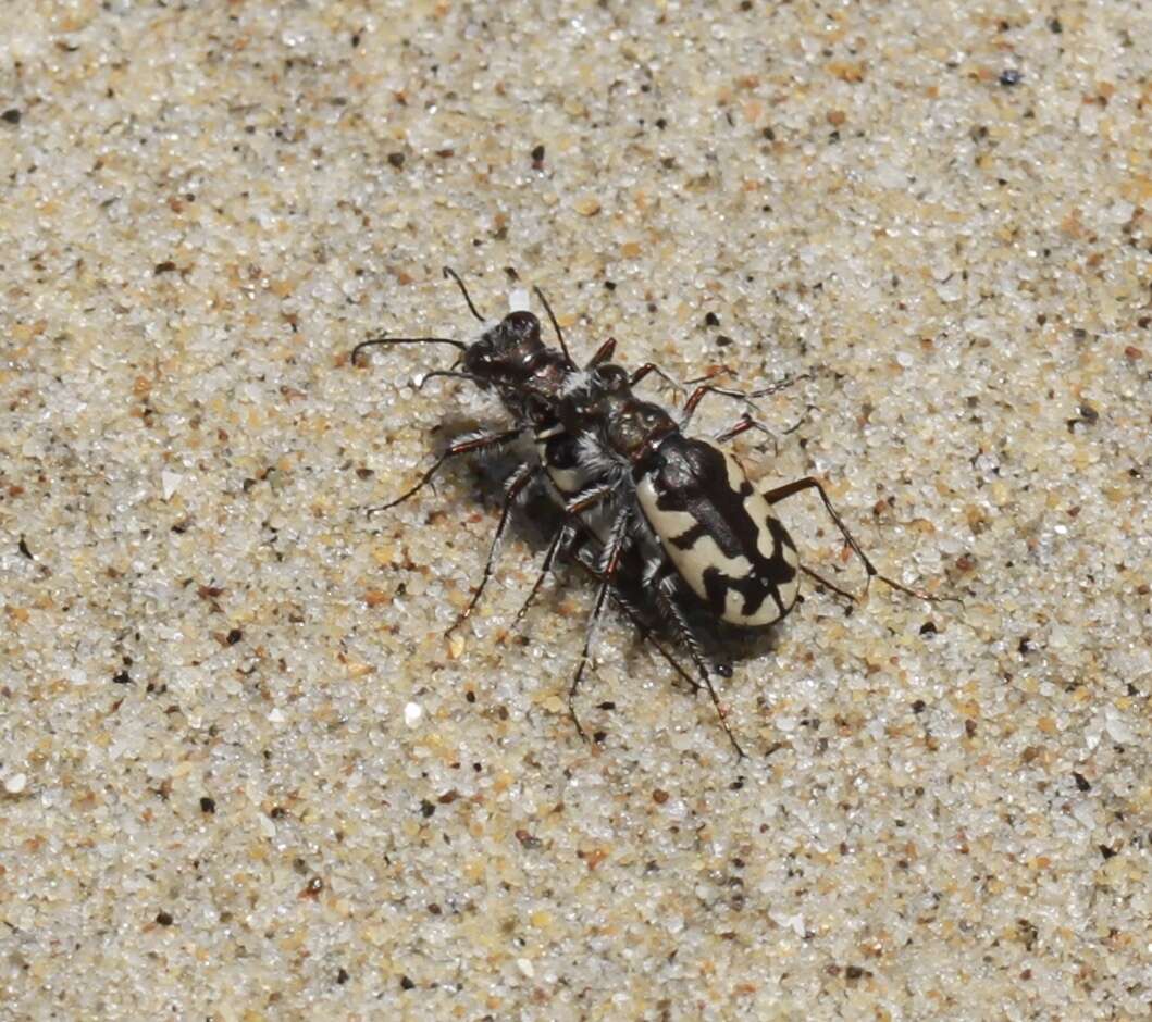 Image of Cicindela (Cicindela) latesignata Le Conte 1851