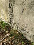 Image of narrow-leaved meadow-grass