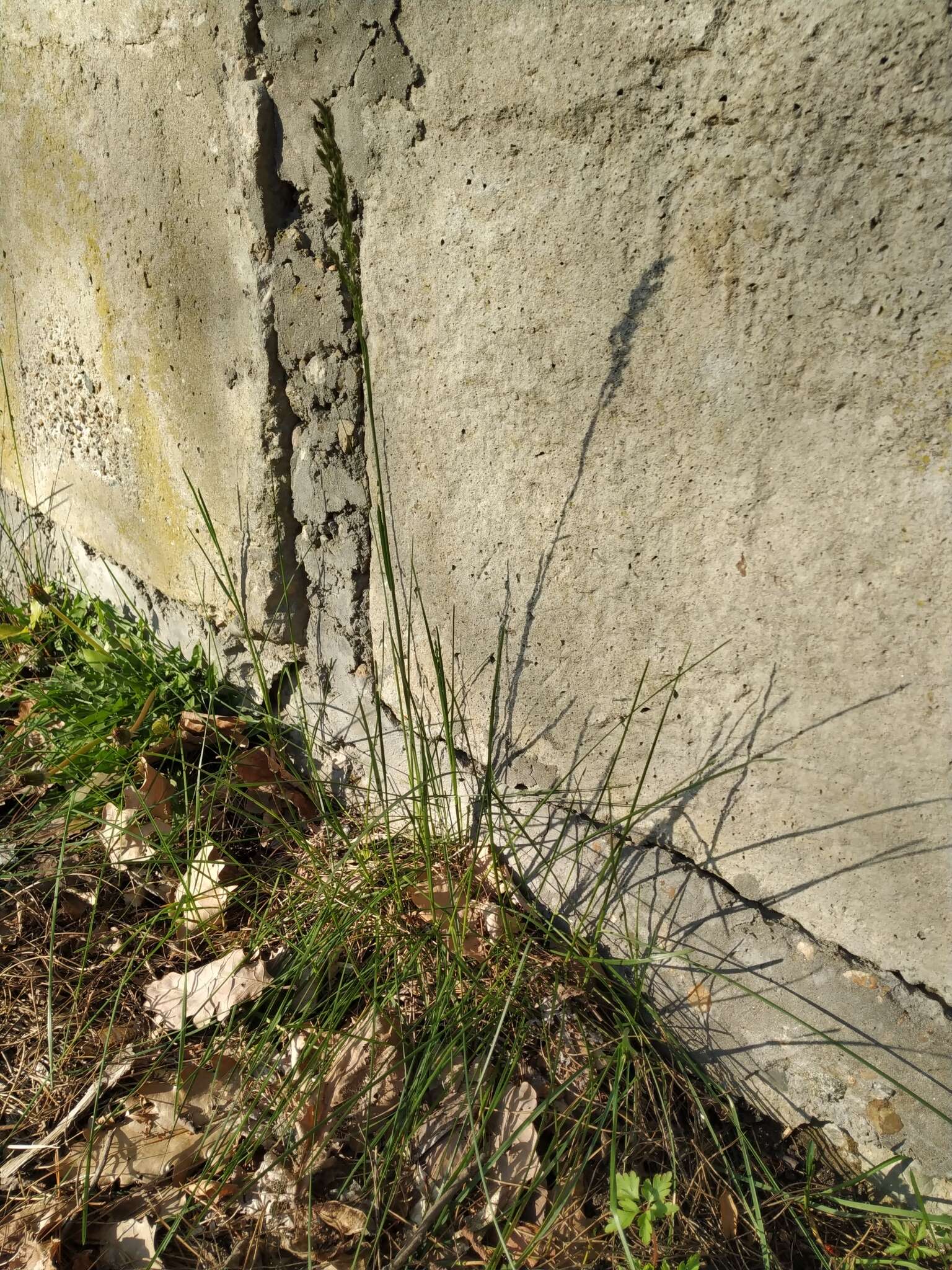 Image of narrow-leaved meadow-grass