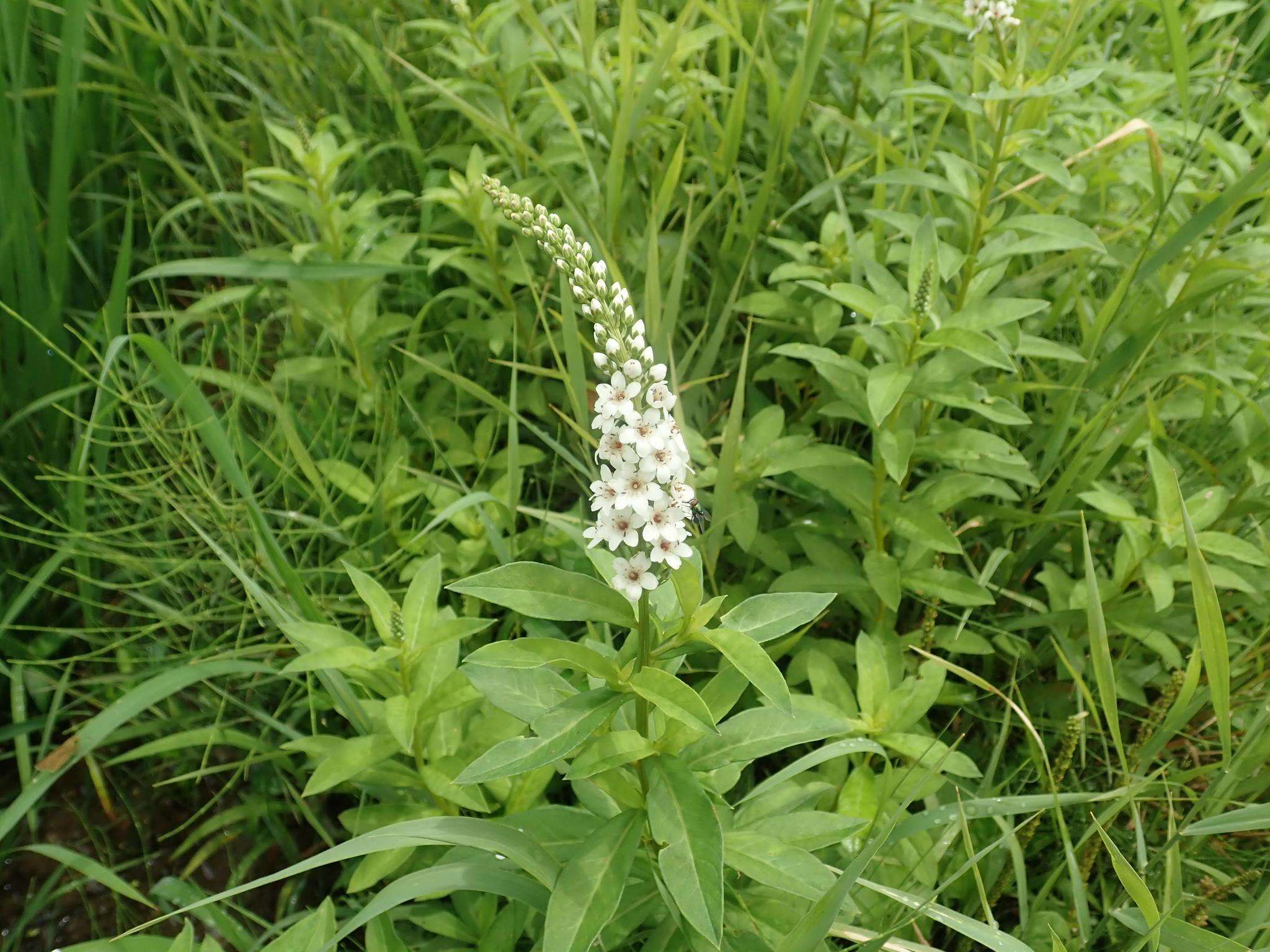 Image of Fortune Loosestrife