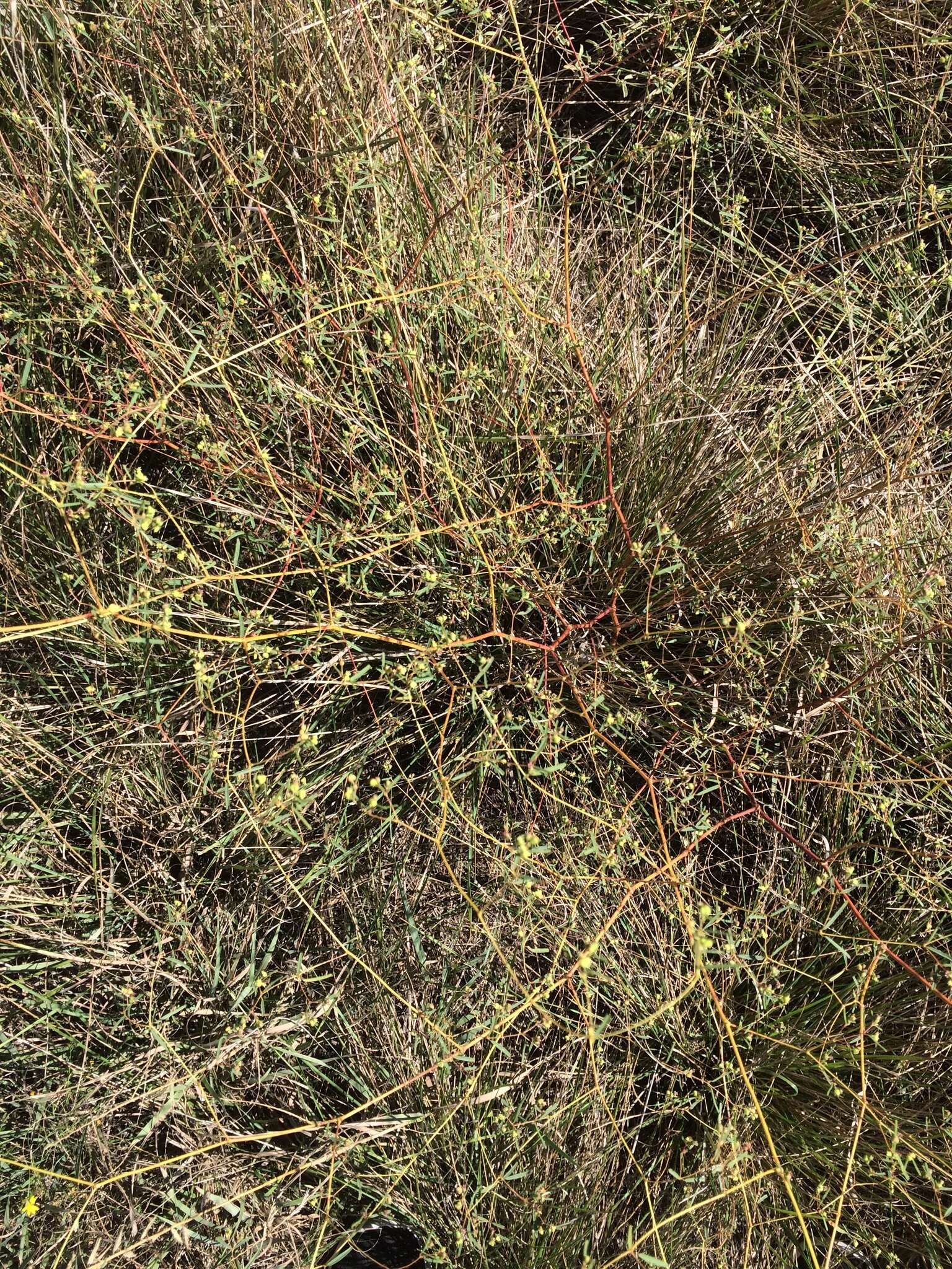 Image of prairie sandmat