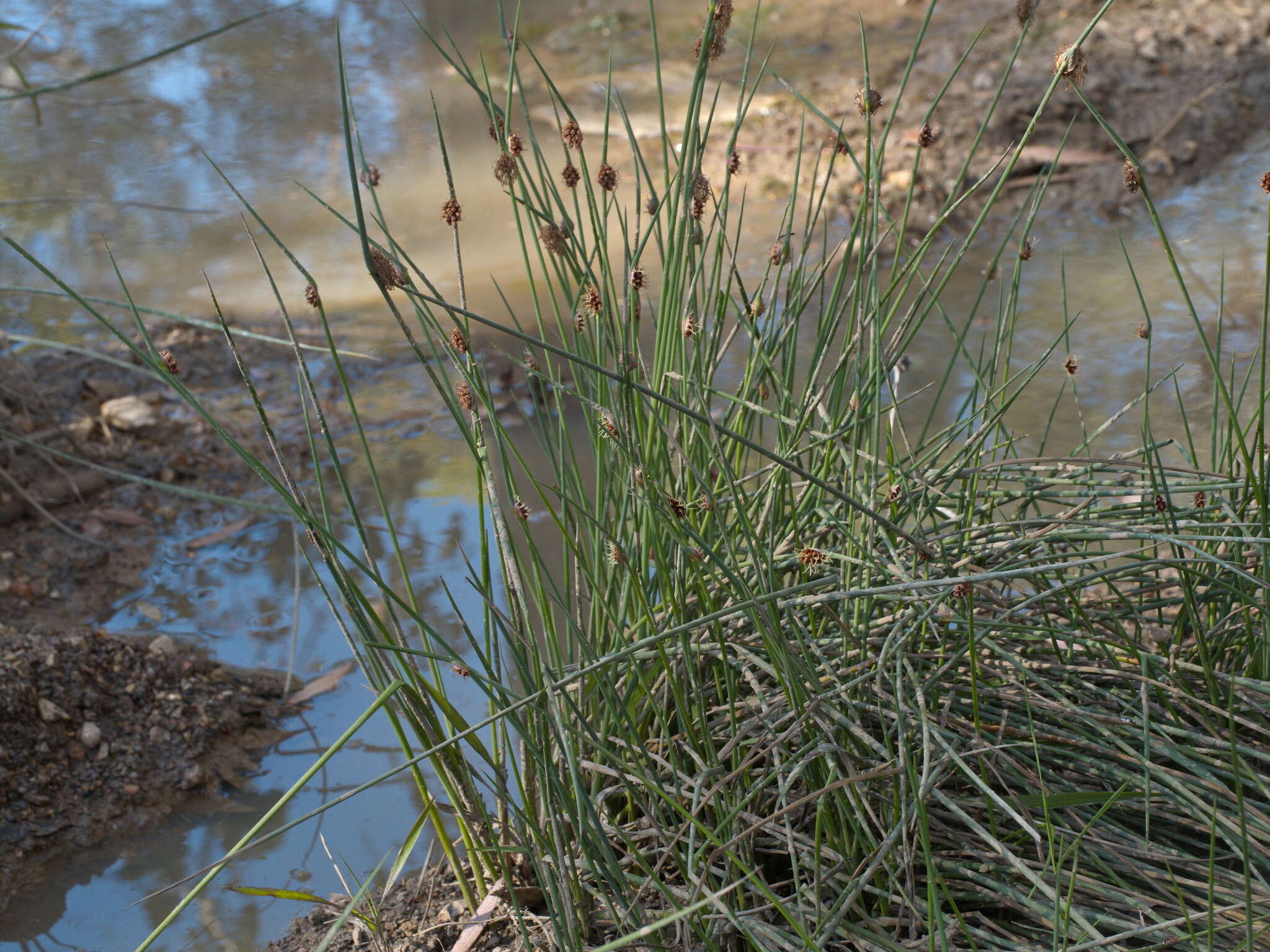 Image of Chorizandra cymbaria R. Br.