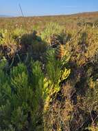 Image of Leucadendron platyspermum R. Br.