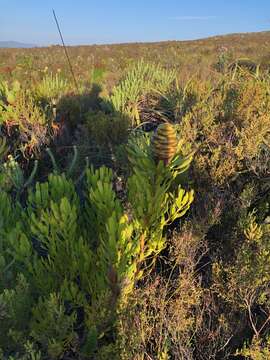 Image of Leucadendron platyspermum R. Br.