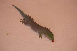 Image of Standing's Day Gecko