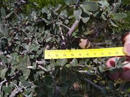 Imagem de Quercus intricata Trel.