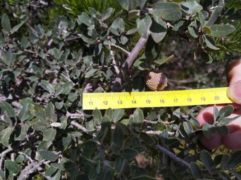 Imagem de Quercus intricata Trel.