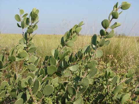 Image of Tricerma vitis-idaeum (Griseb.) Lundell