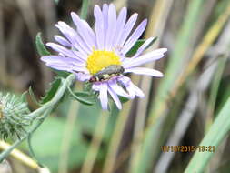 Image of Acmaeodera amabilis Horn 1878