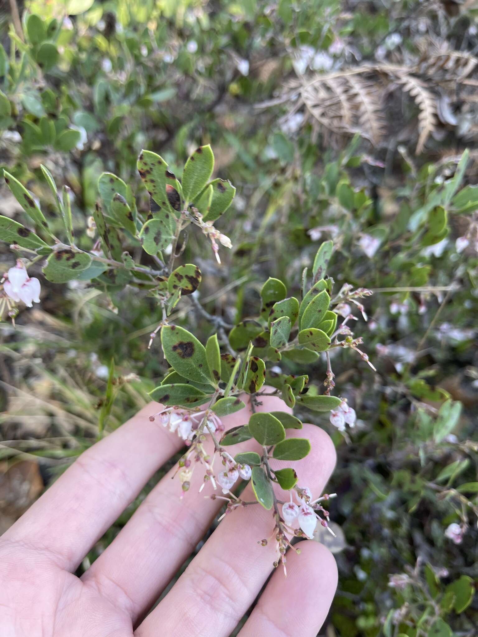 Слика од Arctostaphylos densiflora M. S. Baker