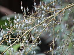 Image of parrotweed