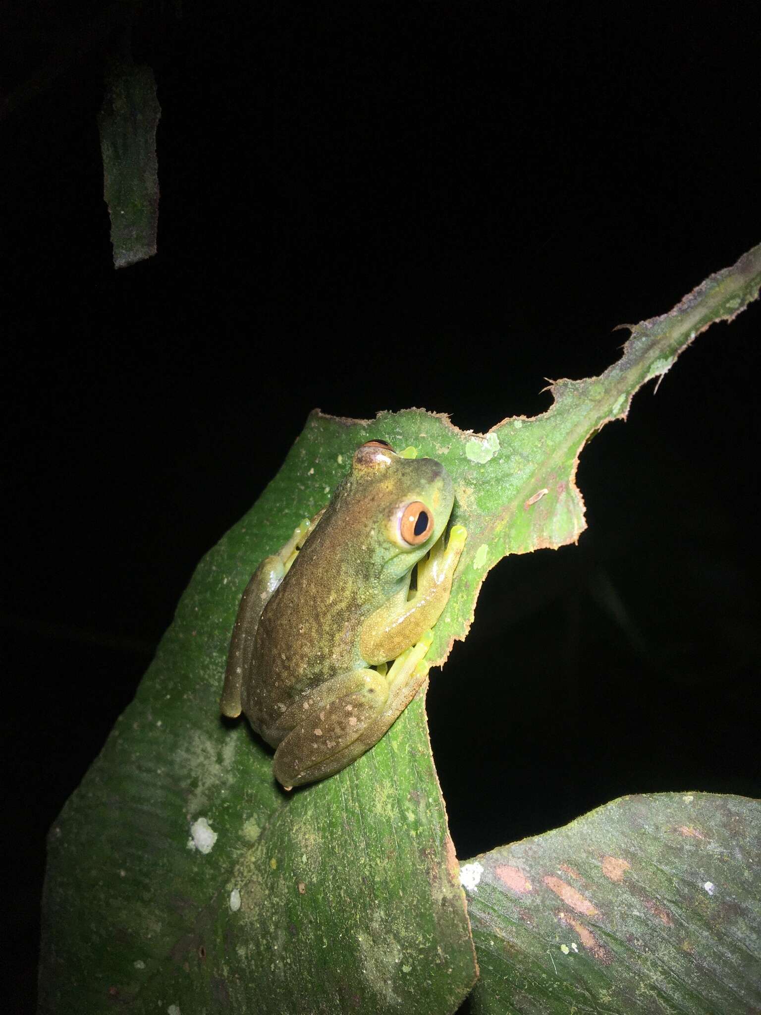 Hyloscirtus palmeri (Boulenger 1908)的圖片