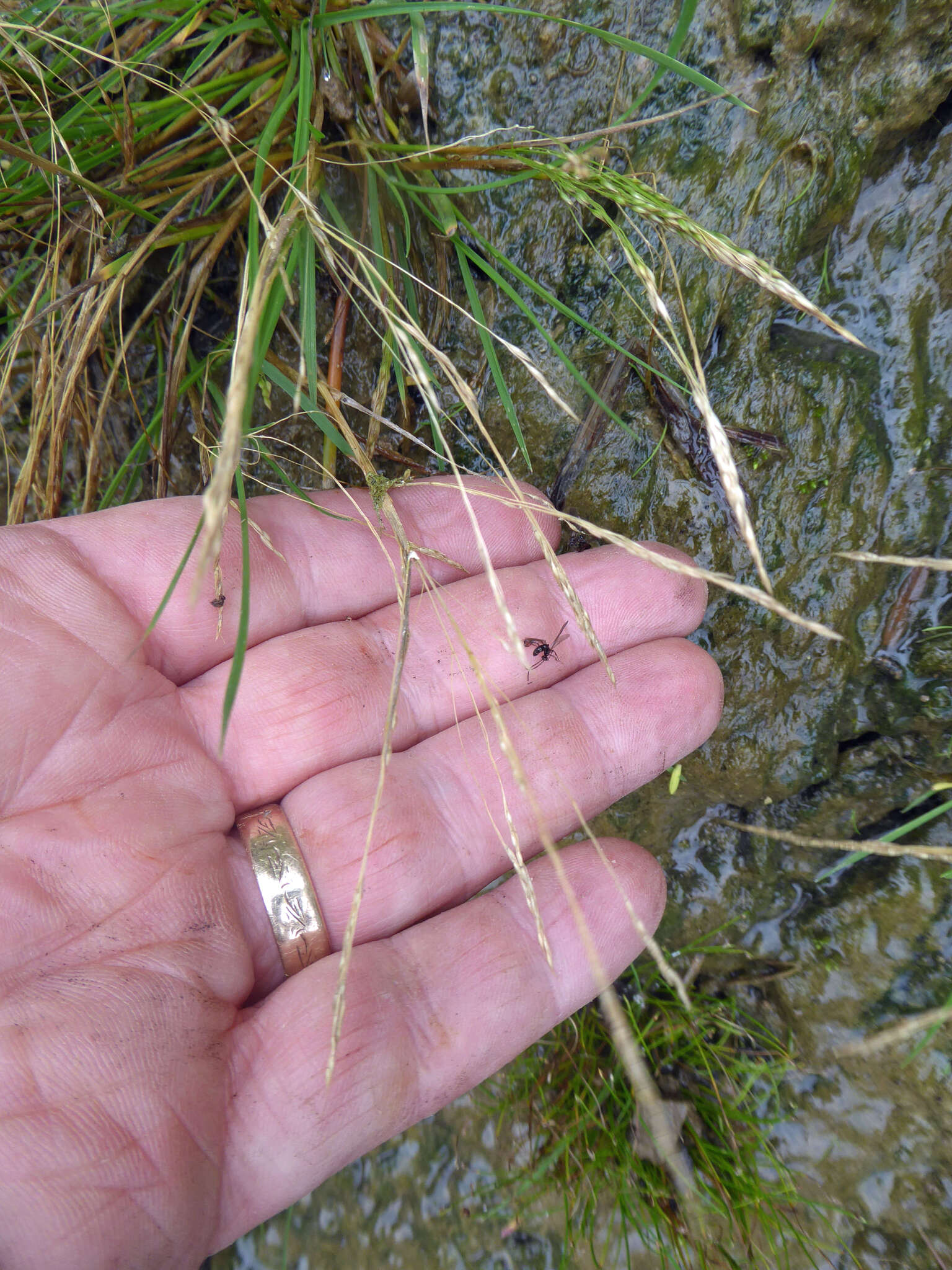 Sivun Lachnagrostis littoralis subsp. littoralis kuva