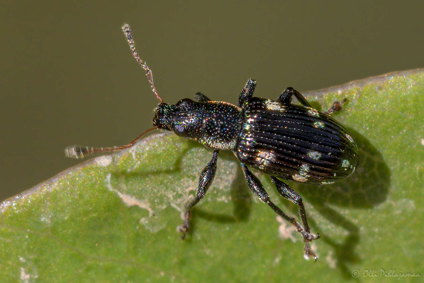 Image of Polydrusus (Polydrusus) picus (Fabricius 1792)