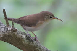 Слика од Troglodytes aedon mesoleucus (Sclater & PL 1876)