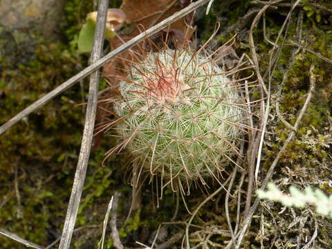 Image of Mammillaria rekoi (Britton & Rose) Vaupel