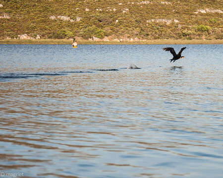 Image of Phalacrocorax carbo lucidus