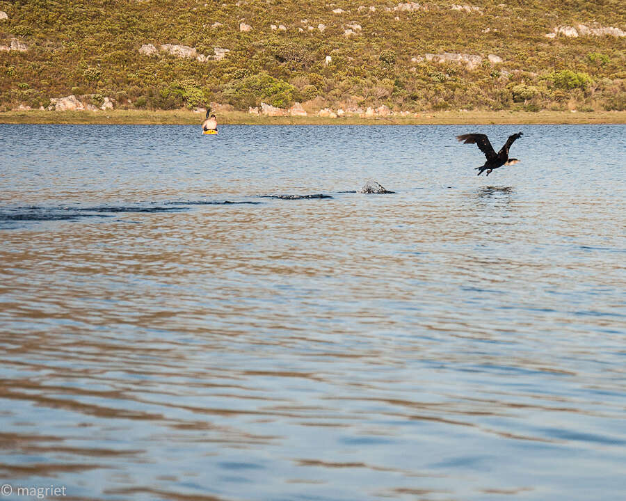 Image of Phalacrocorax carbo lucidus