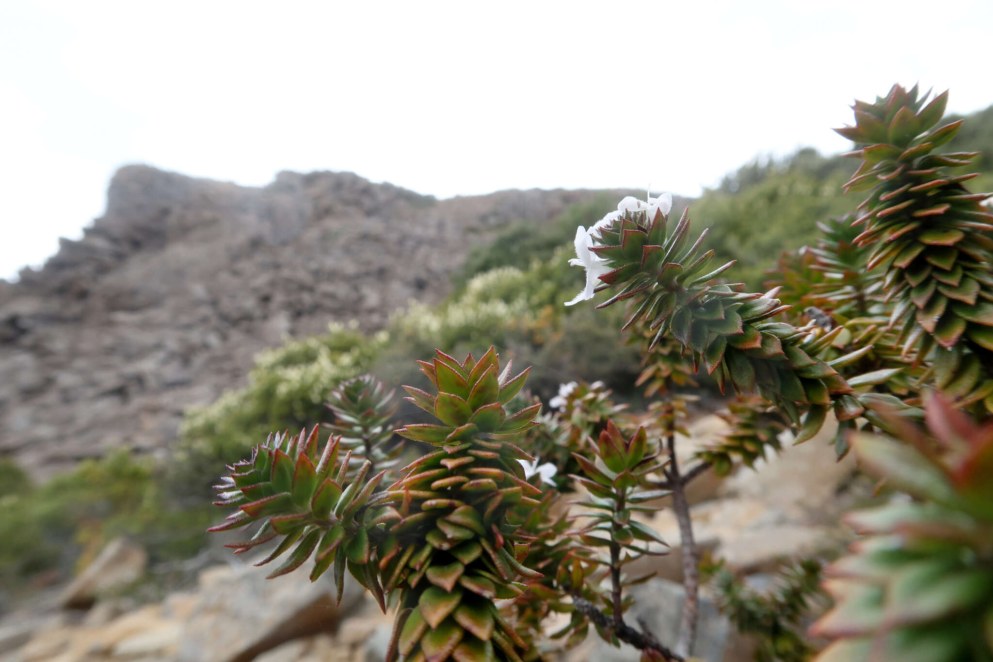 Image de Westringia rubiifolia R. Br.