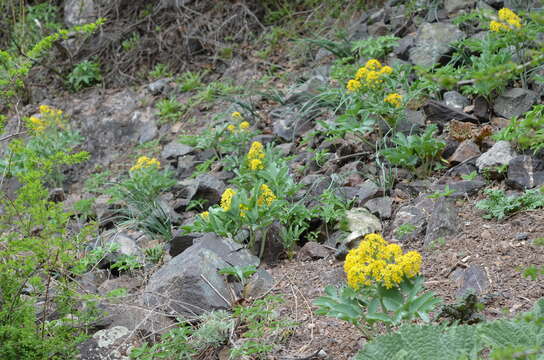 Image of Leontice leontopetalum subsp. ewersmannii (Bunge) Coode