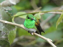 Image of Snowy-bellied Hummingbird