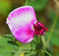 Image of Everlasting-Pea