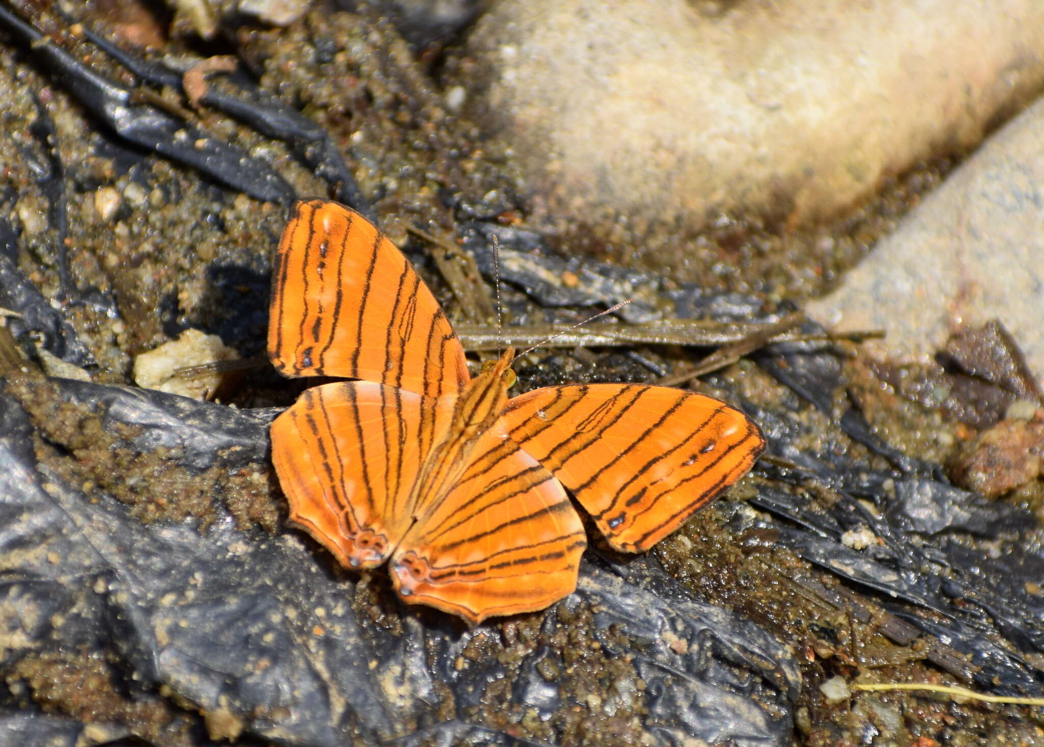 Image of Chersonesia risa Doubleday (1848)