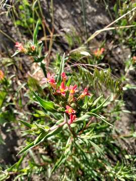 Image of Collomia biflora (Ruiz & Pav.) A. Brand