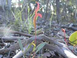 Imagem de Daviesia mimosoides R. Br.