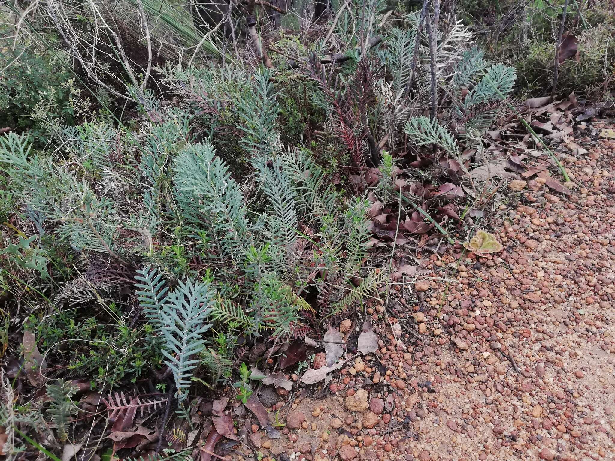 Image of Banksia bipinnatifida (R. Br.) A. R. Mast & K. R. Thiele