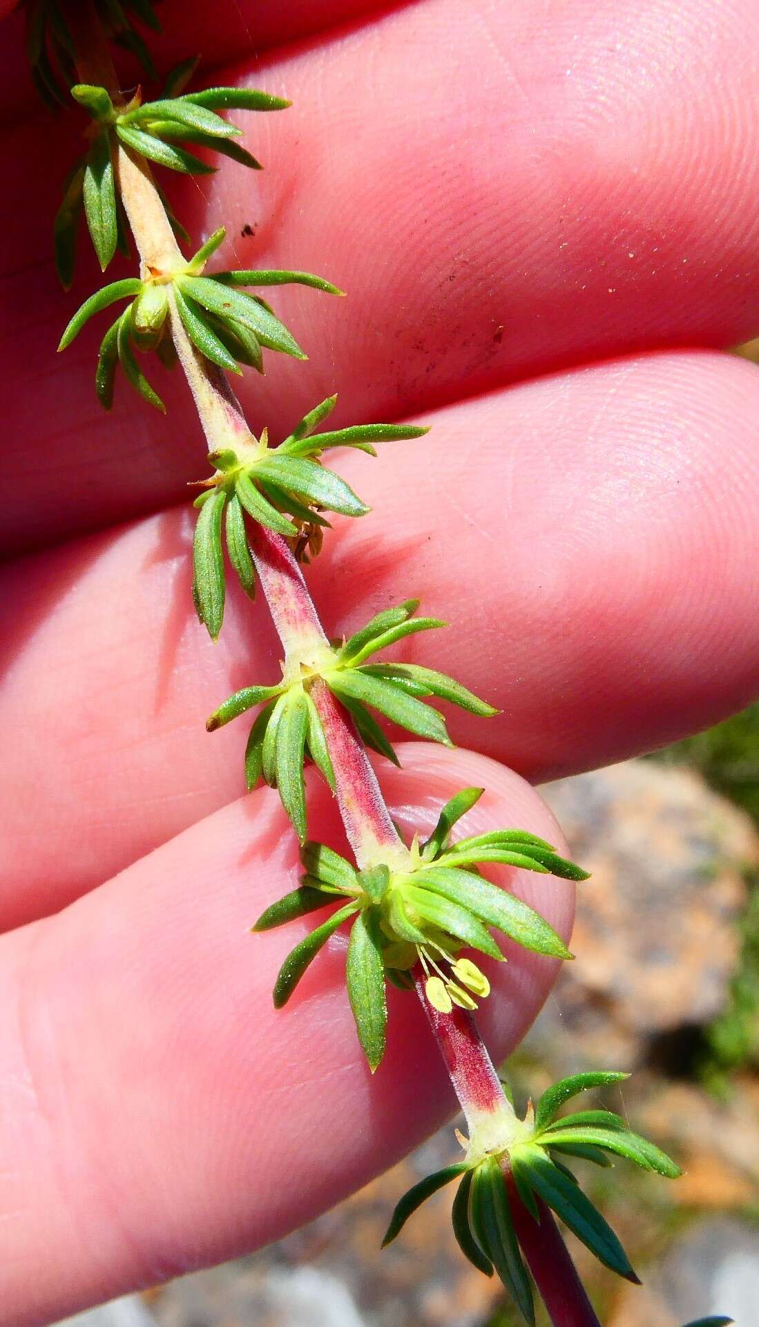 Image of Anthospermum spathulatum Spreng.