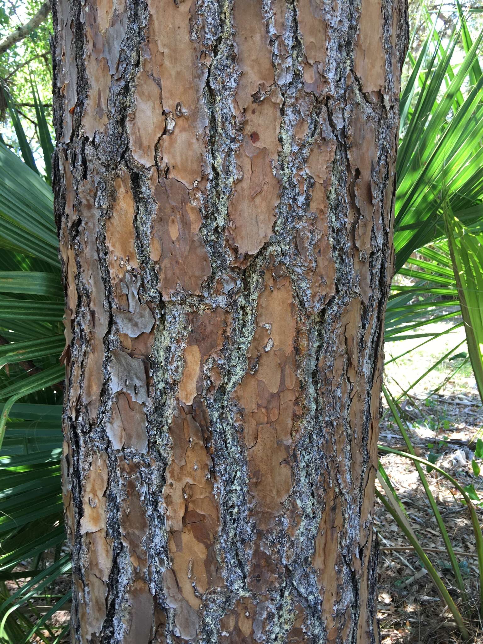 Image of Slash Pine