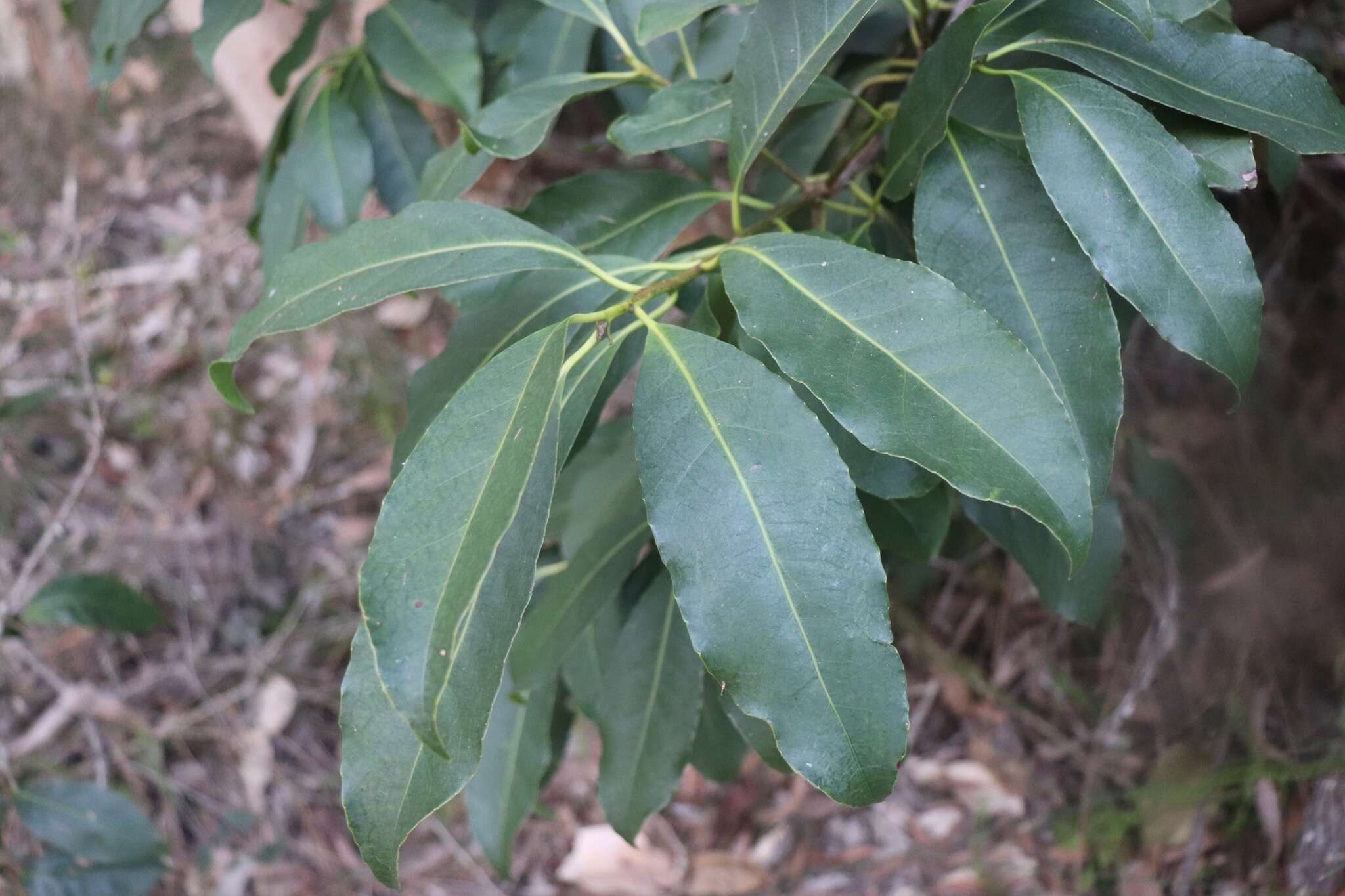 Image de Symplocos cochinchinensis var. stawellii (F. v. Muell.) Nooteboom