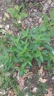 Image of Phlomis herba-venti subsp. pungens (Willd.) Maire ex De Filipps