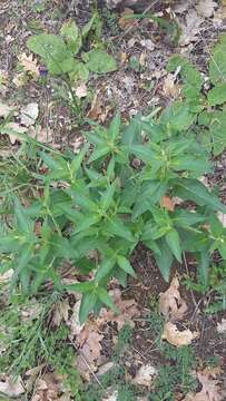 Image of Phlomis herba-venti subsp. pungens (Willd.) Maire ex De Filipps