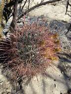 Image of Ferocactus gracilis subsp. tortulispinus