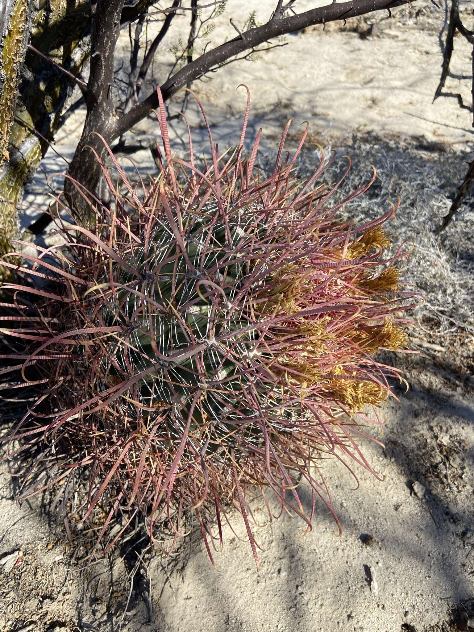 Image of Ferocactus gracilis subsp. tortulispinus