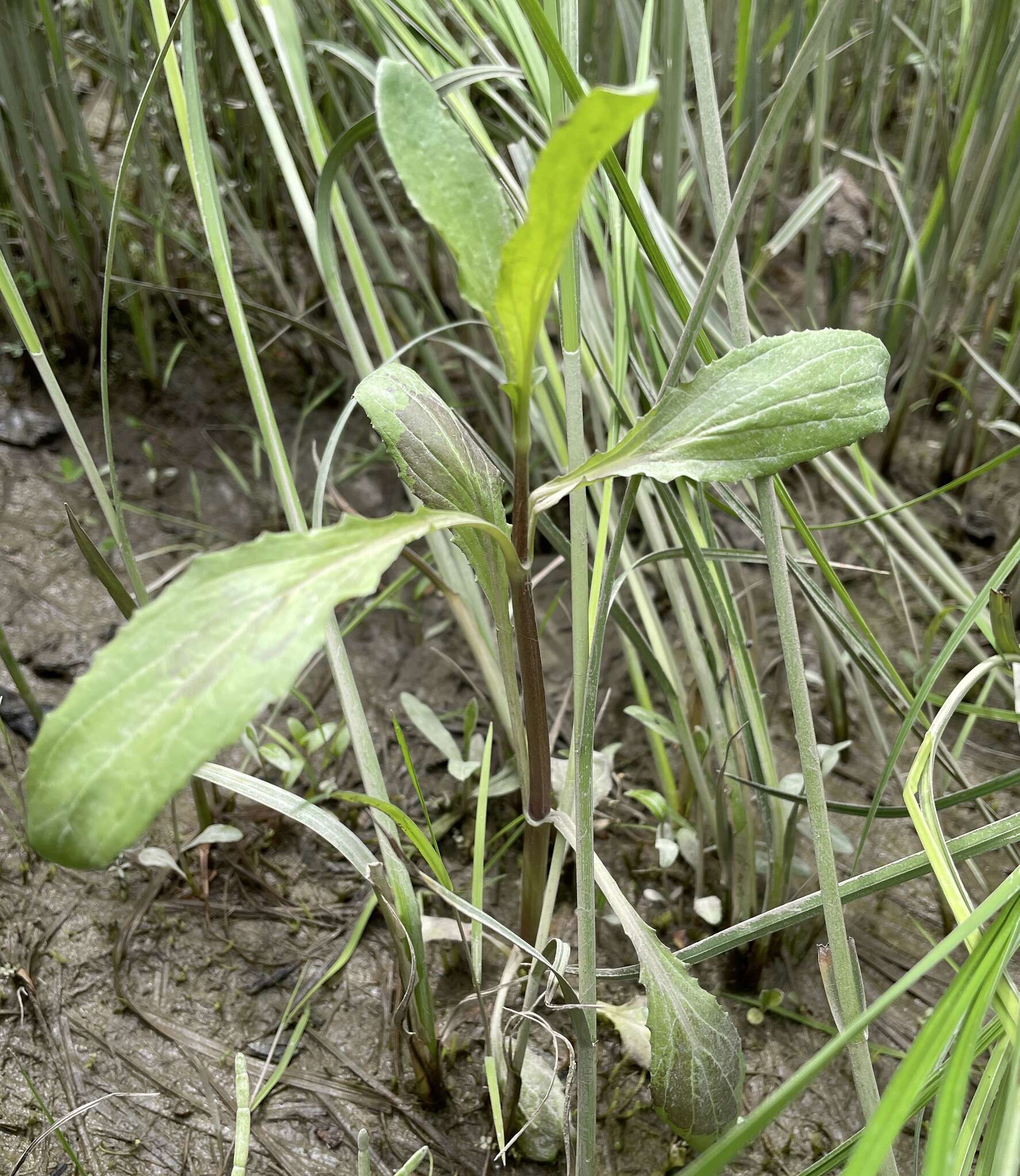 Image of Erythranthe scouleri (Hook.) G. L. Nesom