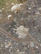 Image of Crepis alpina L.