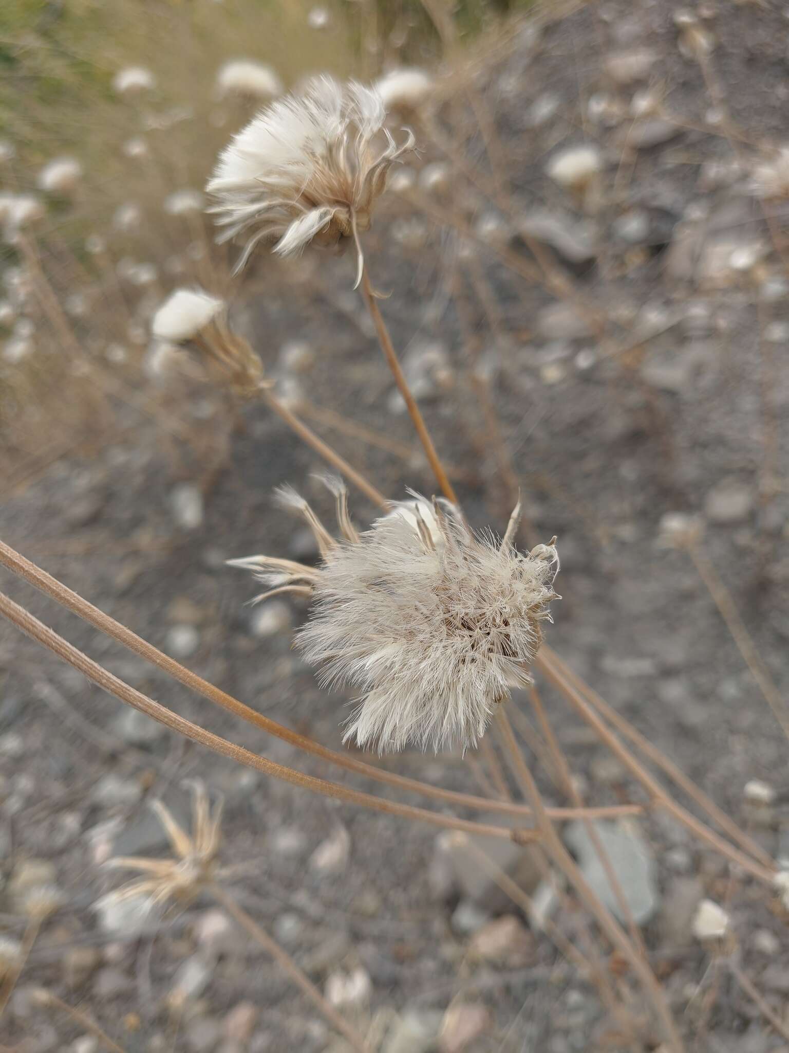 صورة Crepis alpina L.