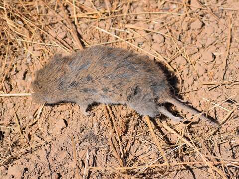 Image of Amargosa Vole