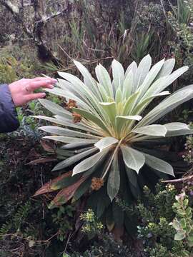 Image of Espeletia rabanalensis (S. Díaz & Rodr.-Cabeza) Mavárez