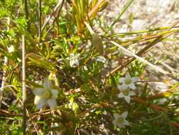 Image of Acrosanthes teretifolia Eckl. & Zeyh.